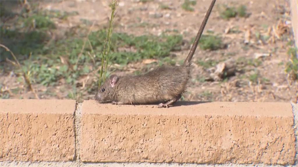 只因被下「禁愛令」！巴西17歲少女「午餐狂加老鼠藥」妄毒害全家