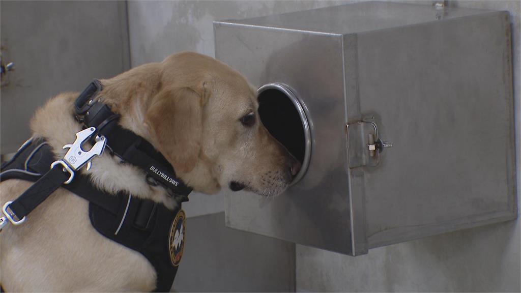 警犬、搜救犬成最萌生力軍！　新警犬「大福」報到萌翻網友