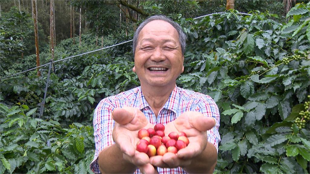 橘子綠了,咖啡紅了 台南農會將咖啡結合椪柑 推出"橘香咖啡"