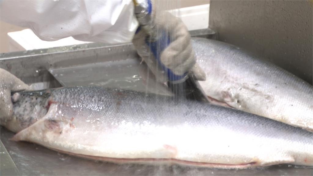 國人年吃520萬條鮭魚！　超市業者首度曝光生產線