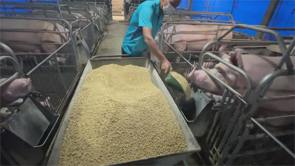 豬肉拍賣價漲到100元天價! 豬農喊冤飼料也漲價