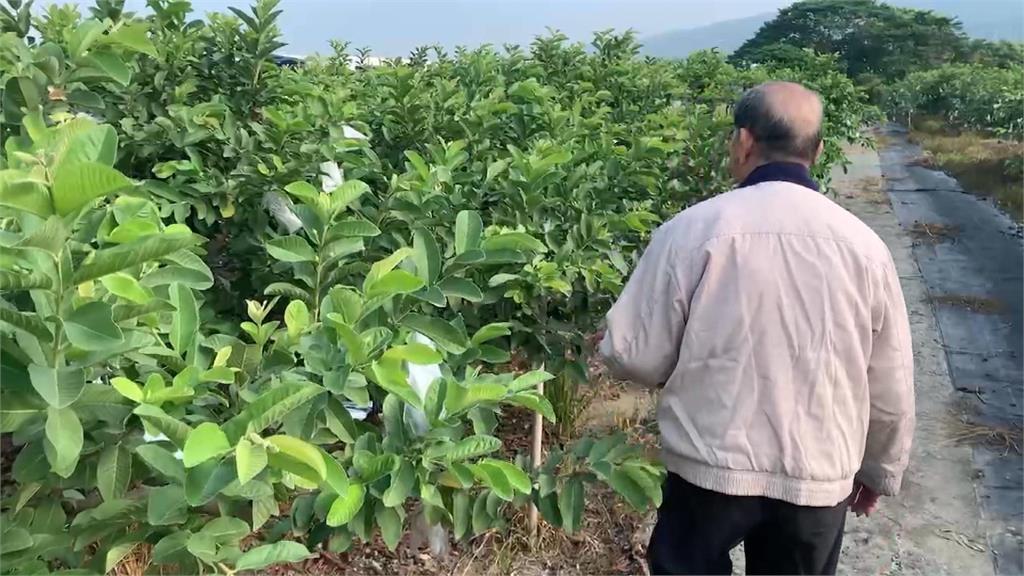 今年暴熱又暴雨 芭樂產地價每公斤直逼50元