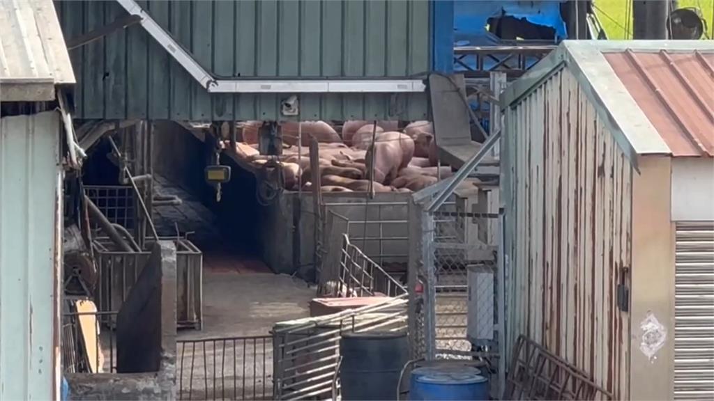 找到了! 台中養豬場爆非洲豬瘟 廚餘來自梧棲清潔隊