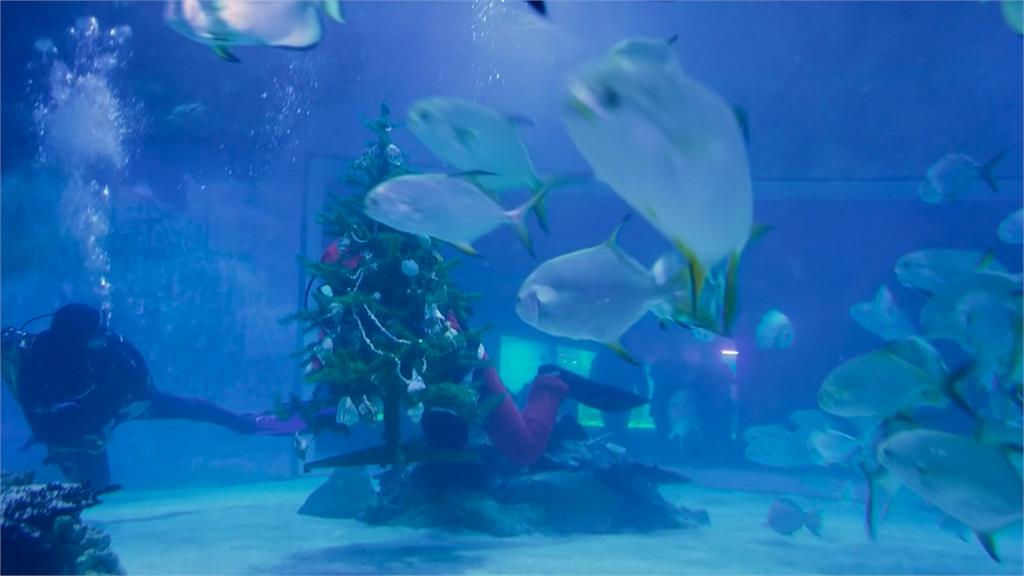 迎耶誕節！匈牙利水族館邀耶誕老人　潛水裝耶誕樹、與鯊共游