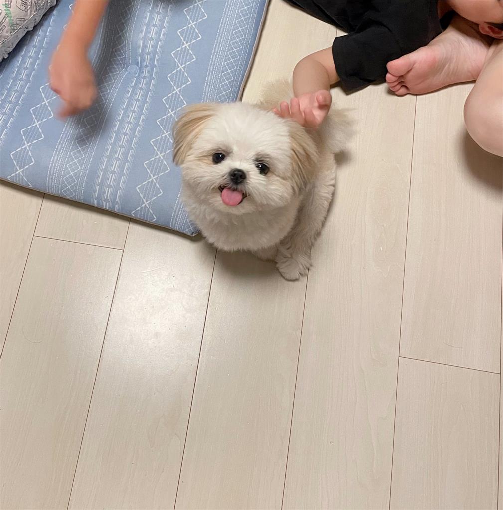 小白狗陪孩子玩水!累到靠池邊「一臉生無可戀」:什麼時候才開學
