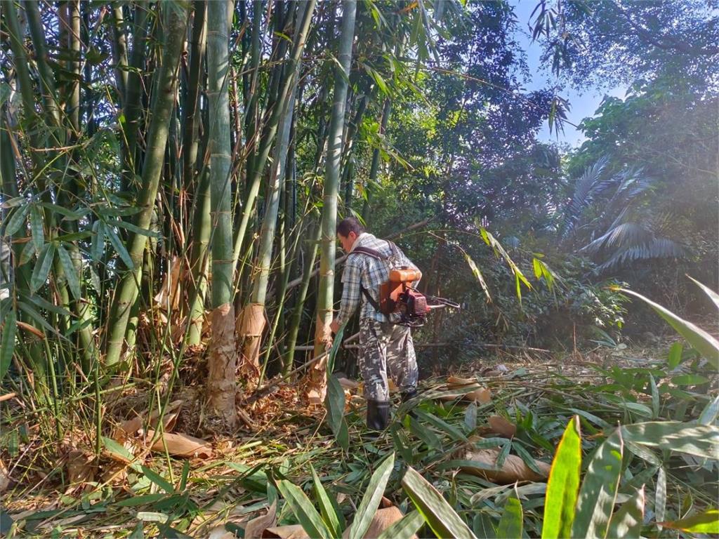 彰化農場通過333公頃有機竹林認證 守護曾文水庫好山好水生態