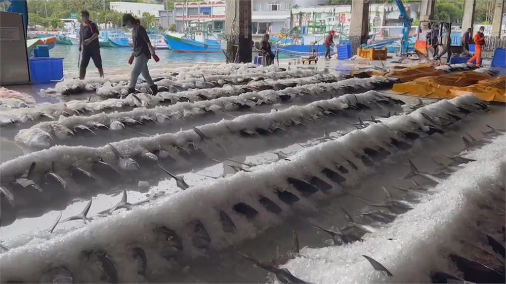 台東黃鰭鮪大豐收　魚市場排滿滿場面壯觀