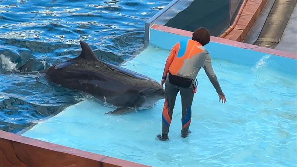說好的不再表演？ 花蓮海洋公園海豚「照樣跳」惹議