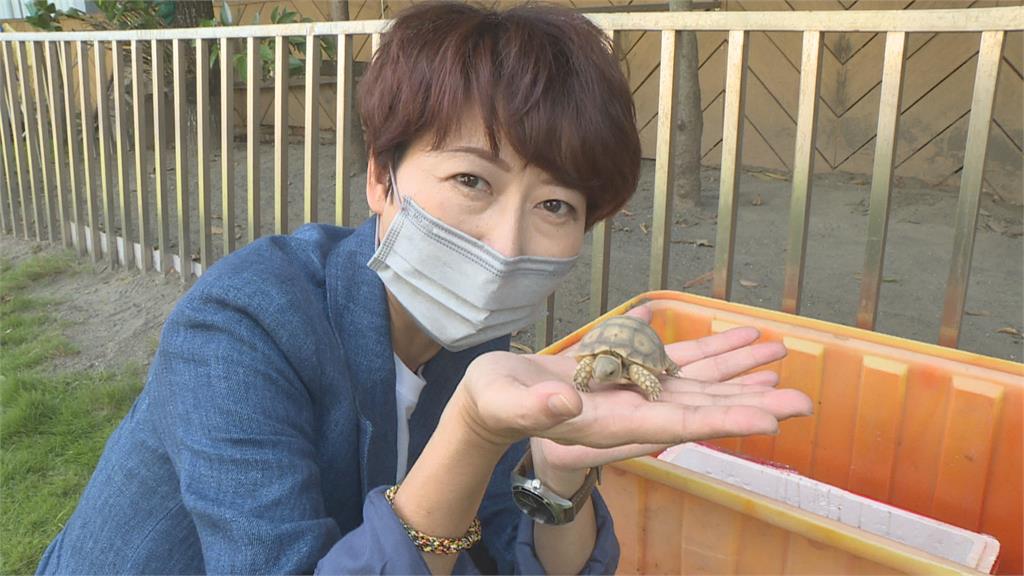 議長郭信良家有喜事 19隻蘇卡達小象超萌