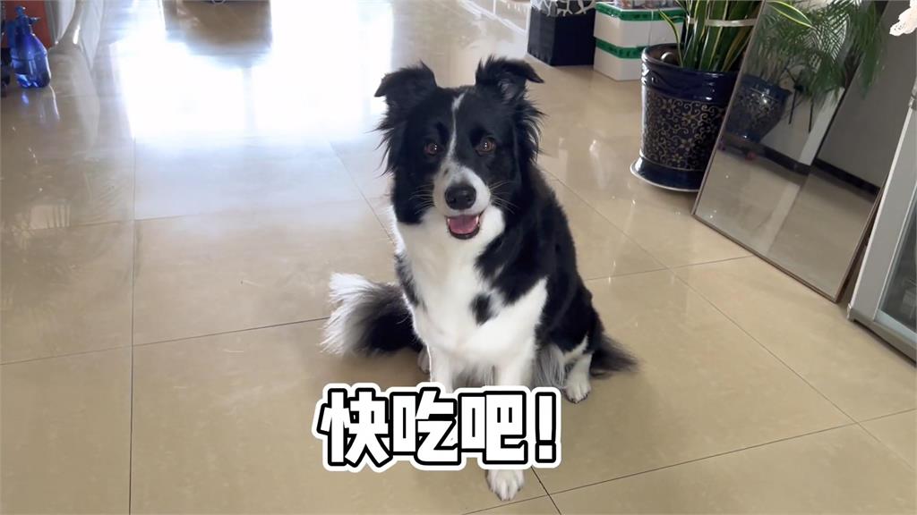 太愛乾淨!毛小孩見飼料撒一地立即示範要用碗吃 網讚:人投胎轉世