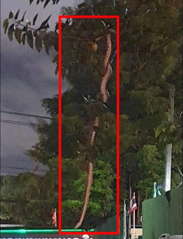不是道具！曼谷街頭驚見「4公尺巨蟒」吊掛樹上　駭人畫面曝民眾惶恐