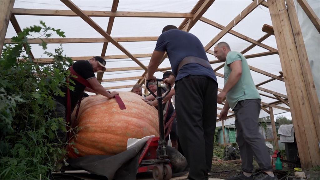 角逐「重量級」榮耀!巨型蔬菜比賽 南瓜重969公斤、四季豆長達8公尺