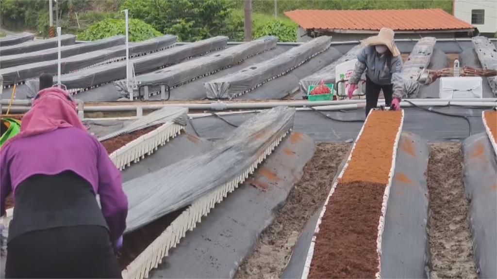 工欲善其事必先利其器! 草莓園新法寶「翻土機」效率翻倍