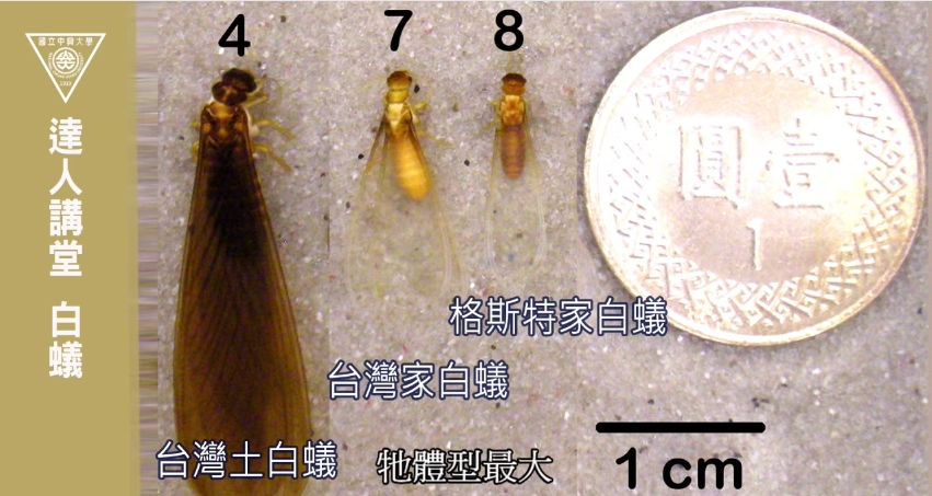 大水螞蟻其實是「特化型蟑螂」！專家揭真相　網友崩潰：請讓我繼續無知