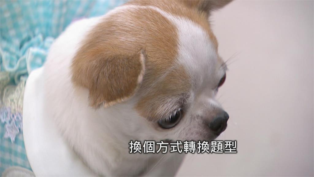 資優吉娃娃！　會解開根號題目　飼主曝5個月時發現潛能