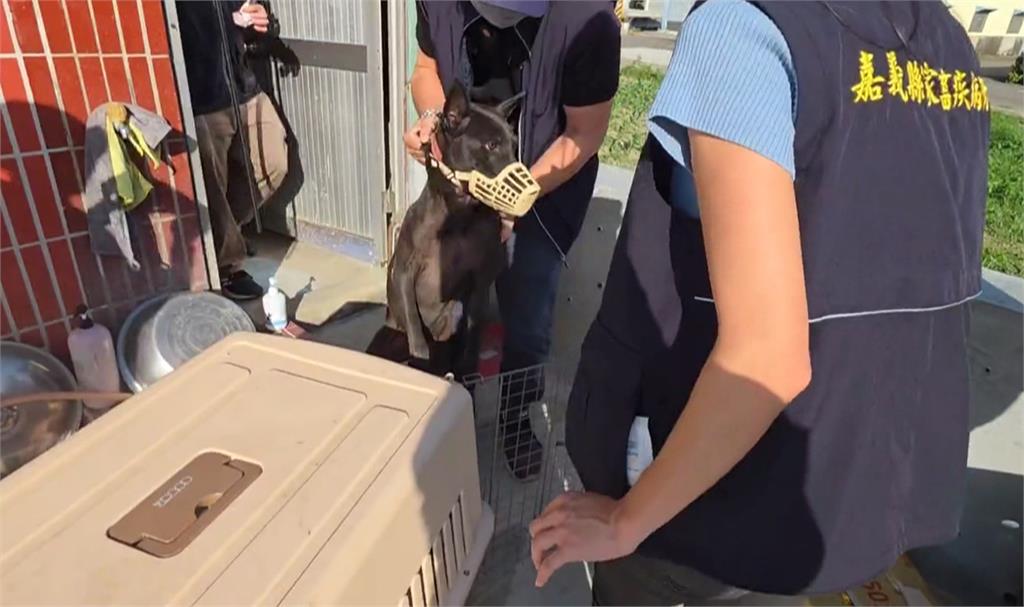 又傳狗咬人!2歲男童遭黑狗撲倒狂咬 臉多處撕裂傷急送醫救治