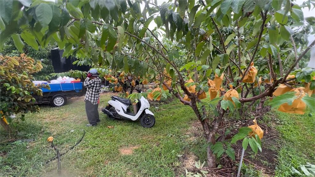 又有颱風來襲！　台東鳳梨釋迦農套袋保果、宜蘭青蔥加緊採收