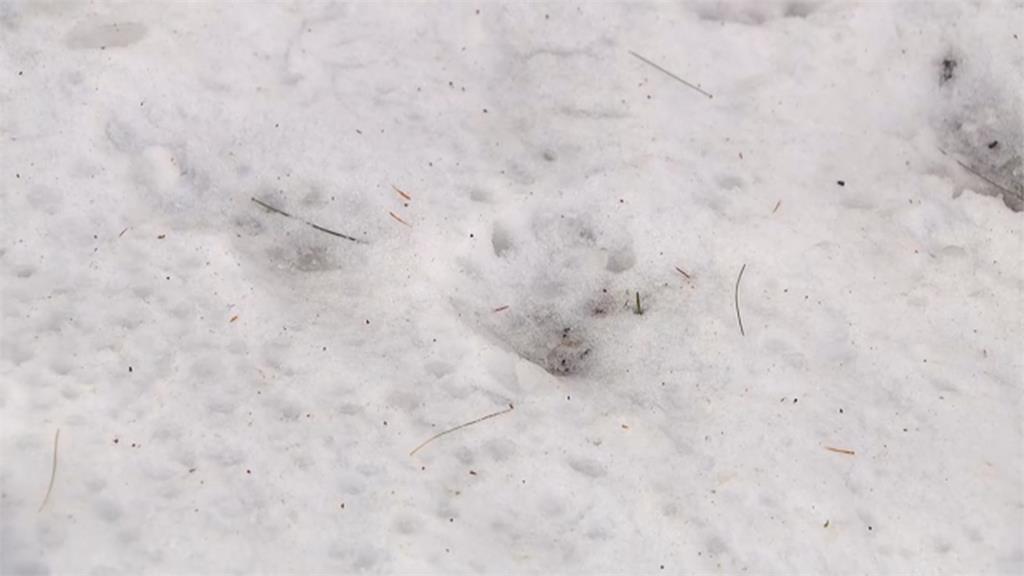 美國動物園水獺逃家! 園方急設美食陷阱捕捉