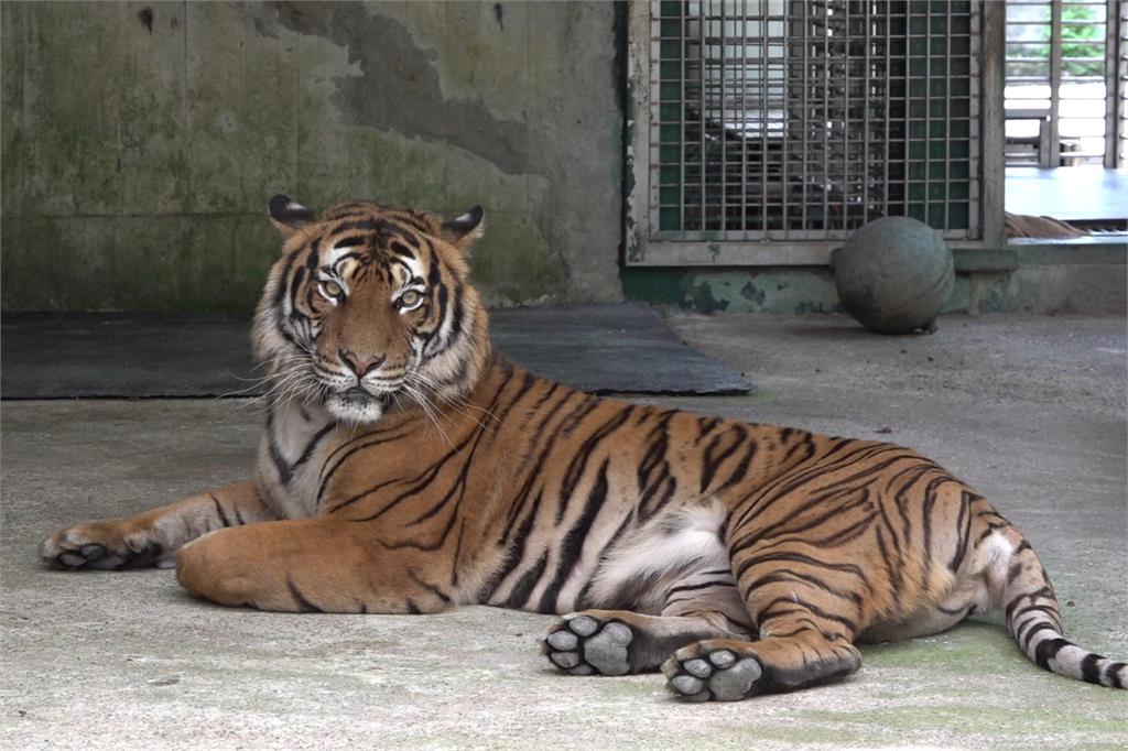 快新聞／畫面曝！馬來虎出閘台北動物園　小朋友嗨喊：我看到老虎了