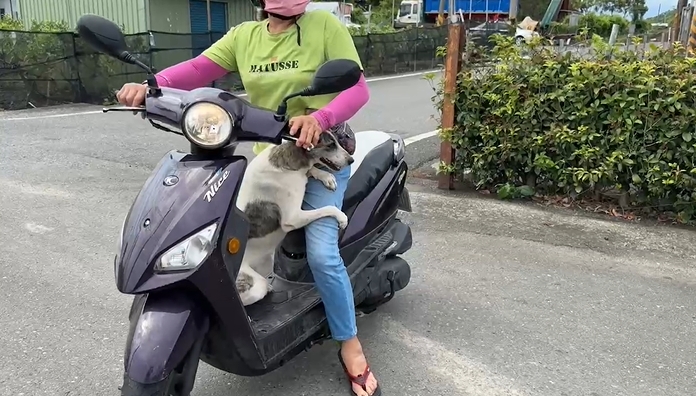 快新聞/萌爆!宜蘭狗狗跳上機車跟阿嬤去工作 「坐後座穩如泰山」超可愛畫面曝