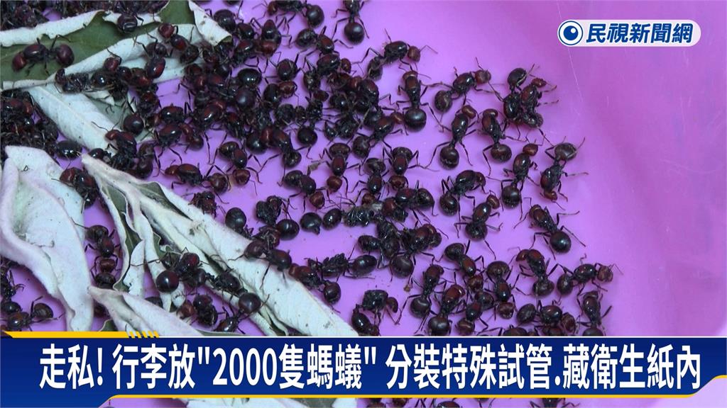 蟲蟲商機！中國男帶「2千隻花園蟻」　藏行李想走私　肯亞機場落網