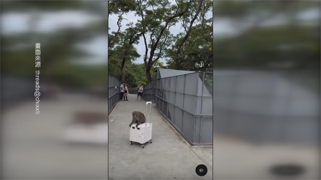 壽山動物園「獼猴大鬧」！　行搶嬰兒車、奶瓶遊客困擾