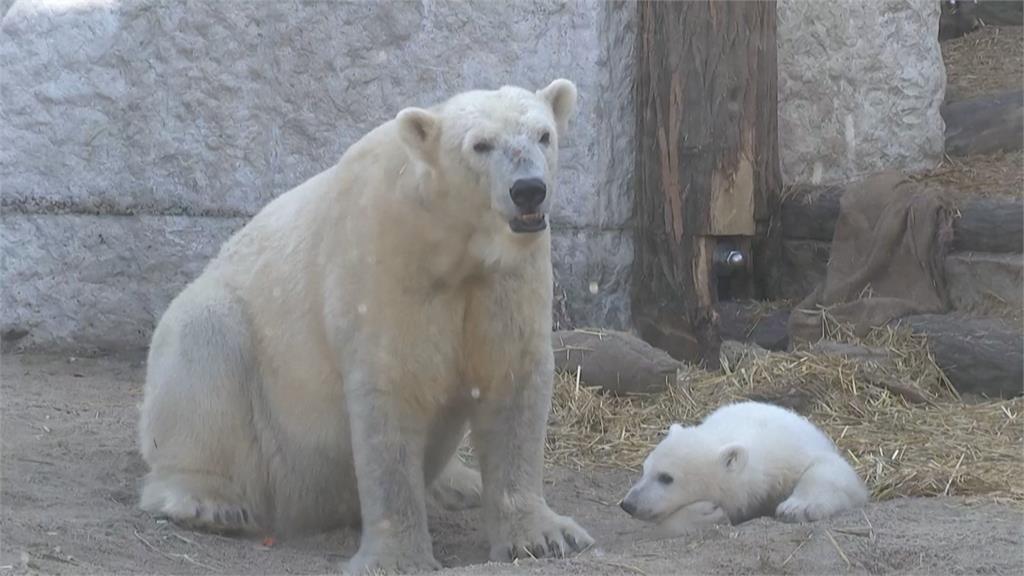德國動物園北極熊寶寶亮相! 園方公布「這名字」當選