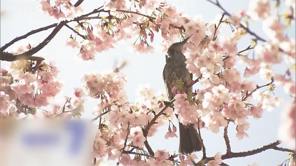 日本氣溫回暖如初夏 花粉症患者也變多