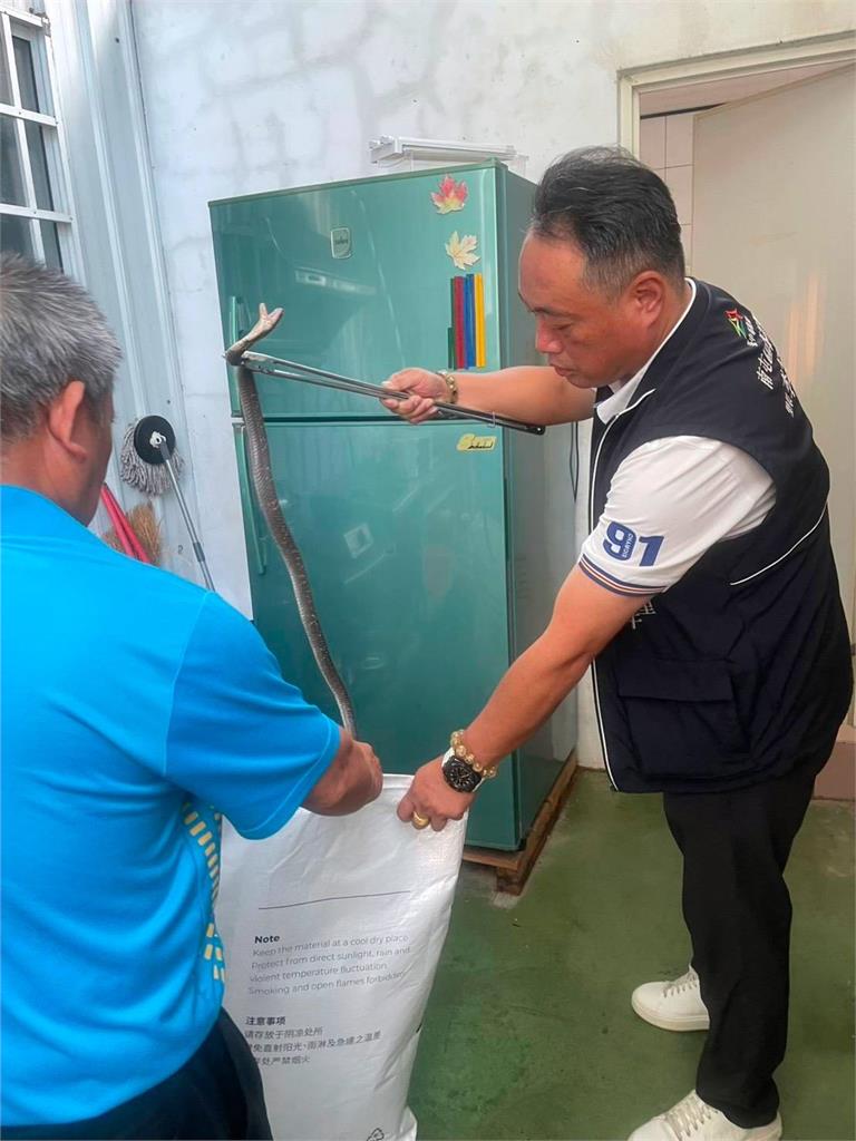 台中民宅廁所眼鏡蛇探頭 里長徒手捉蛇被讚英勇