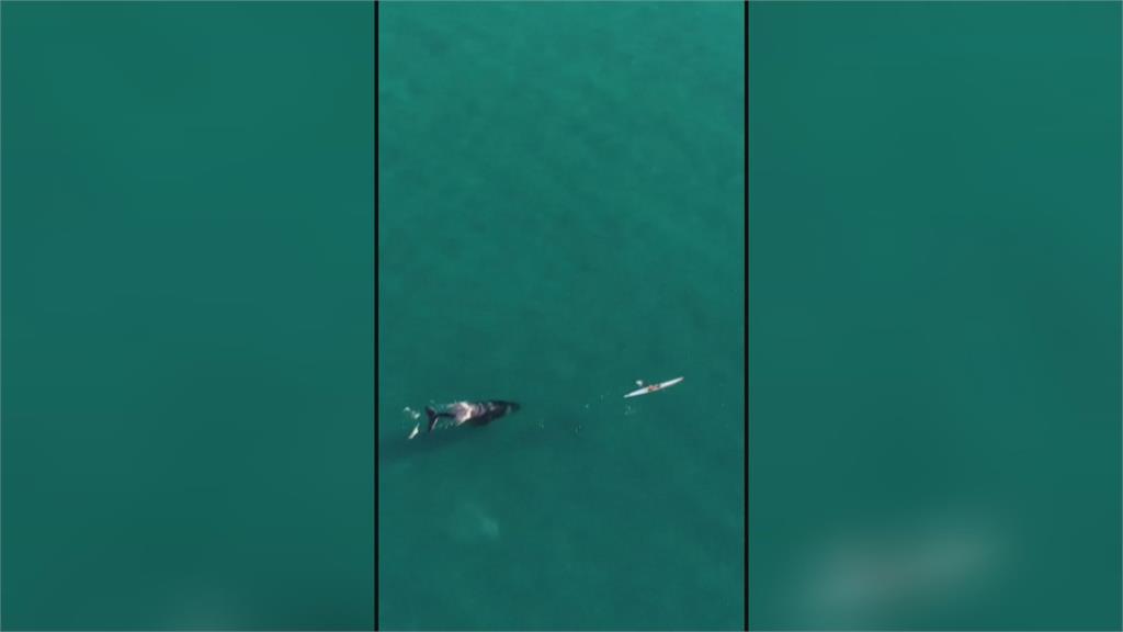 雪梨邦迪海灘附近驚見這景象驚呼　目擊者：座頭鯨伴遊獨木舟