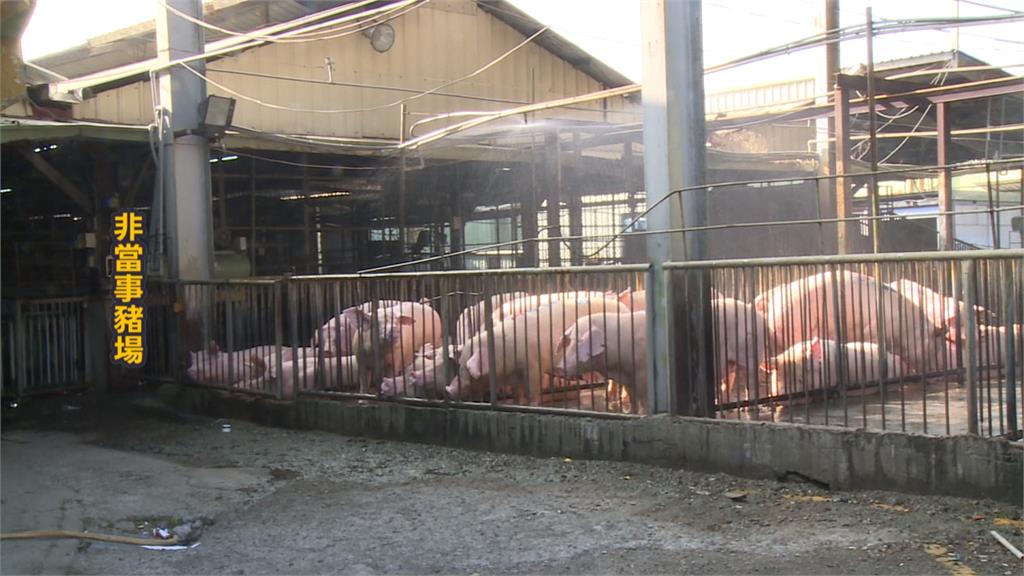 回顧非洲豬瘟疫情防疫！　業者支持禁運成關鍵