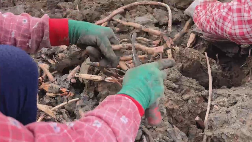 颱風侵襲害「蓮子採收剩四成」 白河區將辦活動拯救災後商機