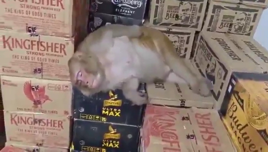 懷孕母猴闖酒鋪「狂灌伏特加」 比人類還猛!下秒醉倒「昏睡躺紙箱」荒謬畫面曝