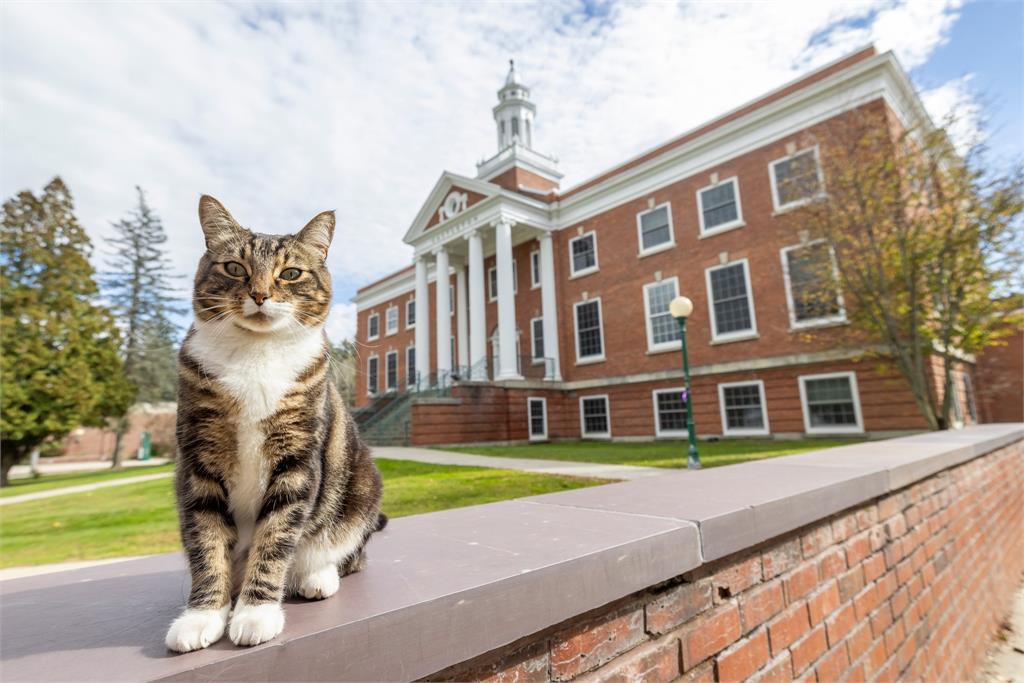 全球第一隻獲頒「榮譽博士」的虎斑貓！美國大學「浪浪出頭天」學生狂讚