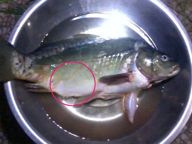 買魚回家切開驚見「滿肚石頭」!男子氣炸下秒「神展開」他嗨:發財了
