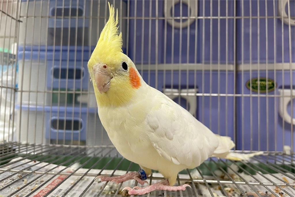 快新聞/領養不棄養!桃園市動保處舉辦認養活動 14動物盼回家
