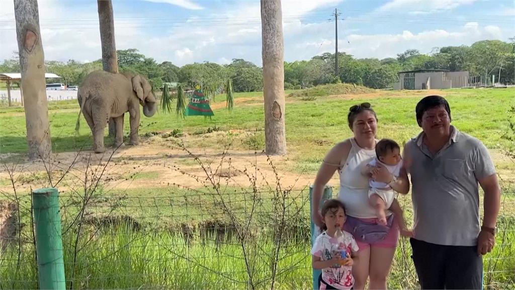哥倫比亞動物園佈置「耶誕裝置」　專家：有助動物身心健康