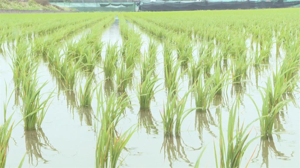 憂低溫結頭菜受損　農民一早冒雨搶收