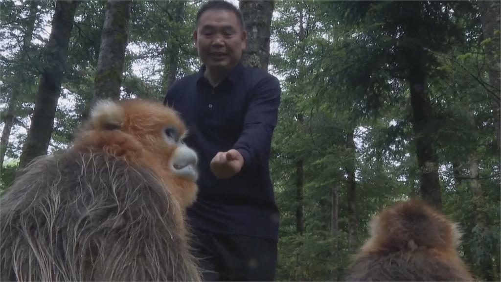 最美靈長類！中國川金絲猴遭濫捕、失去棲息地　成瀕危動物
