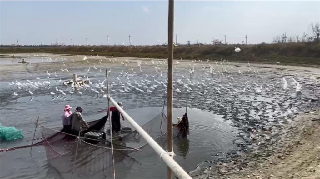 嘉義布袋魚塭抽池水收成　動物上演爭奪戰搶漏網之魚