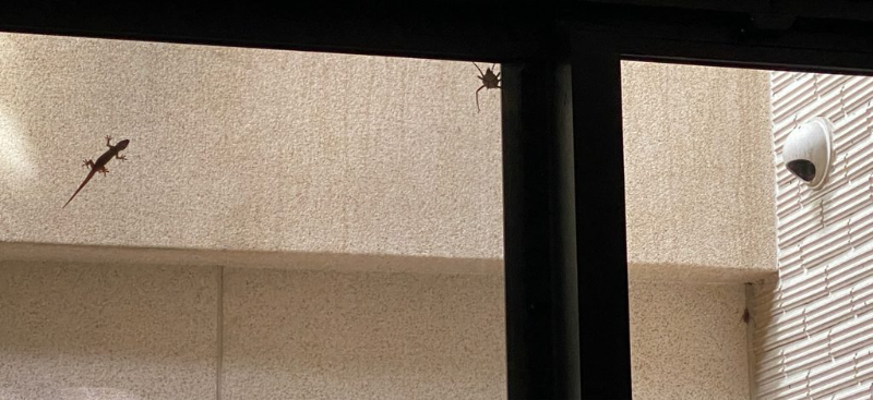  蜘蛛也怕熱？他曬家中「喇牙抱曼陀珠」畫面…神人揭真相他崩潰：家不能要了