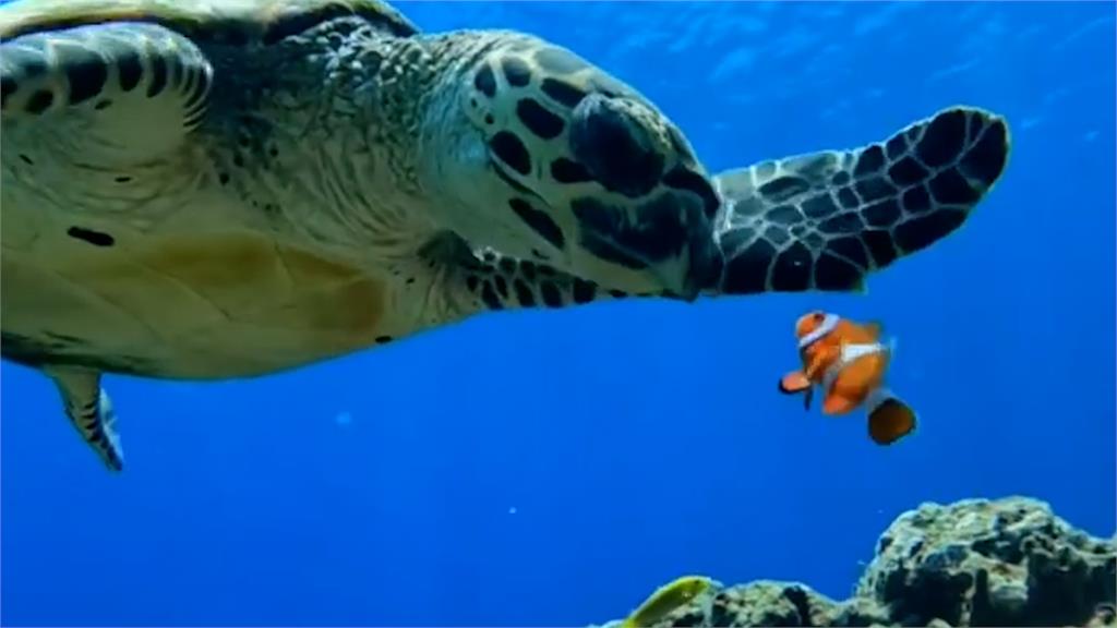 拆家現場！小丑魚護家打臉海龜　牠咬海葵「被打退」網：野生尼莫超兇