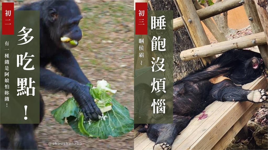 工讀生出來！壽山動物園曬「萌萌習俗懶人包」　動物明星表情超到位