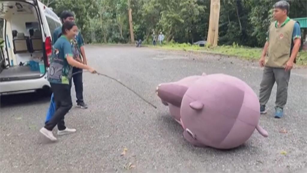 泰國動物園脫逃演習　工作人員扮"彈跳豬"脫逃