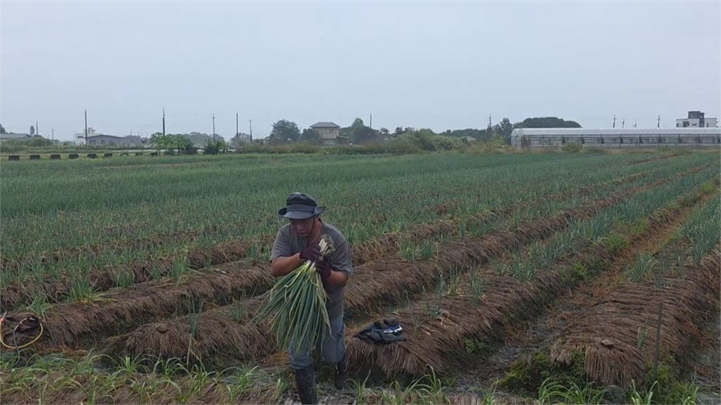 薔琵來勢洶洶恐挾豪雨侵襲　宜蘭蔥農採收盼減少損失