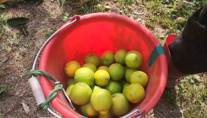 防颱作戰！柳丁盛產期　古坑果農多雇工人　拚搶收