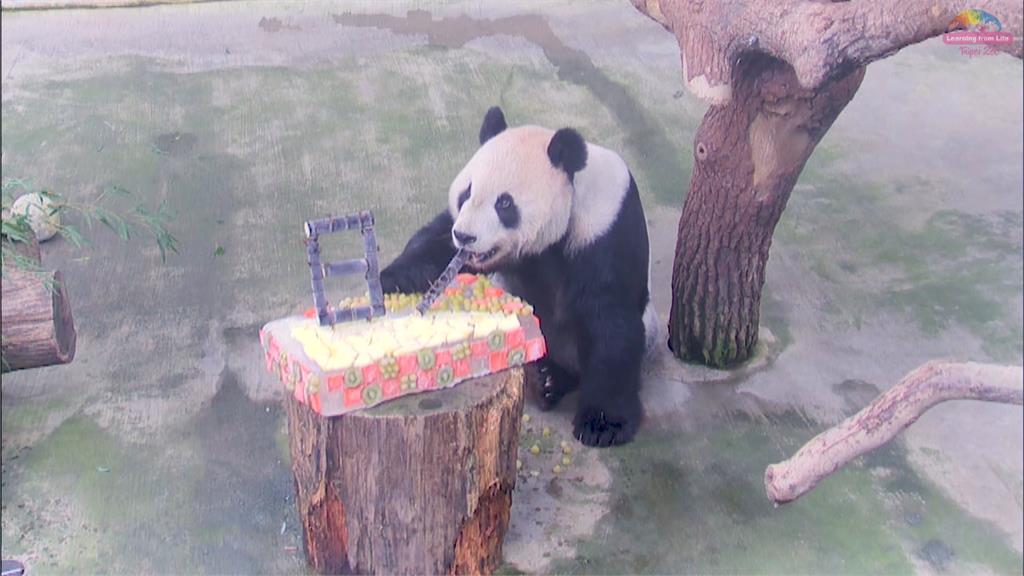 貓熊團團癲癇恢復狀況良好！　動物園表示最快「這時間」重返見客