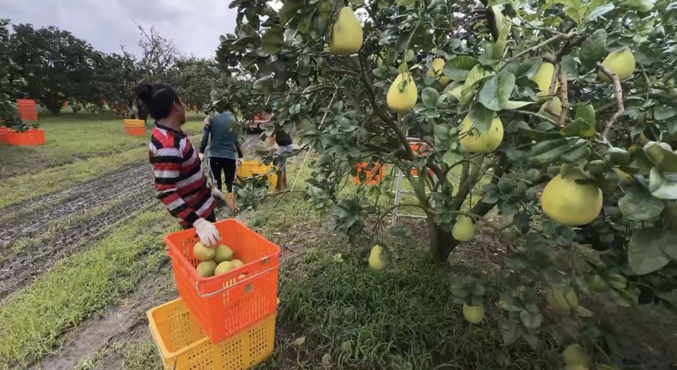 颱風逼近憂再重創！　台南柚農趁雨勢暫歇忙採收文旦