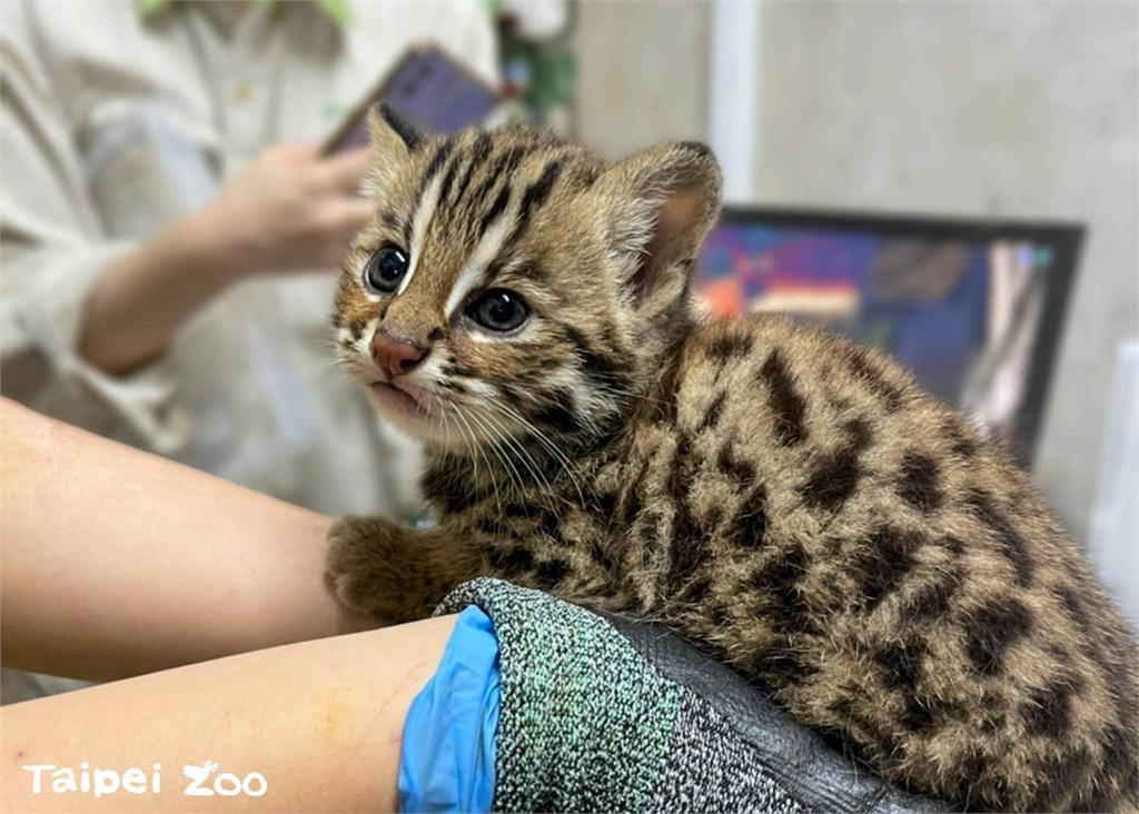 快新聞／台北市立動物園石虎復育再傳捷報！　「春捲」產龍鳳胎萌樣曝