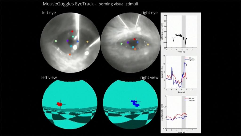 研究失智症新方法! 老鼠戴上VR眼鏡 評估藥物療效